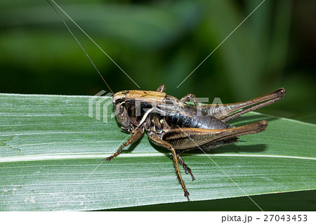 ヒメギス ヒメギス 27043453