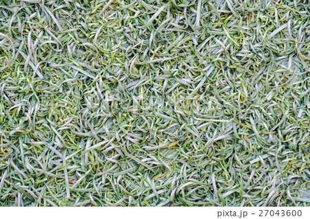 Green Fake grass background 27043600
