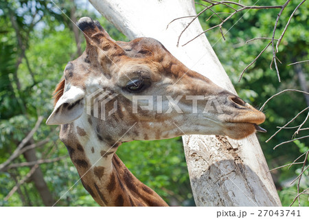 Close up shot of giraffe head 27043741