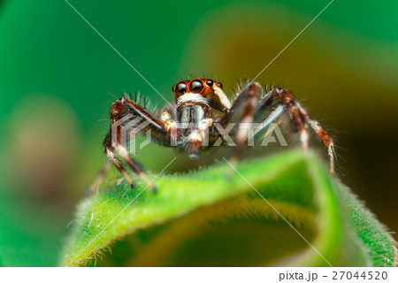 Male Two-striped Jumping Spider Male Two-striped Jumping Spider 27044520