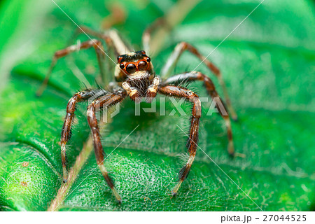 Male Two-striped Jumping Spider 27044525