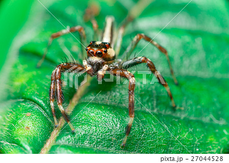 Male Two-striped Jumping Spider 27044528