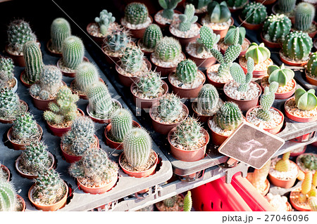 cactus succulent plant 27046096