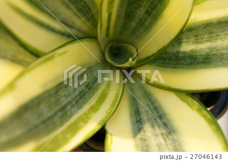 サンスべリア 27046143