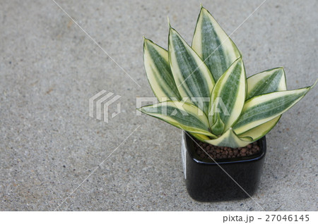 サンスべリア 27046145