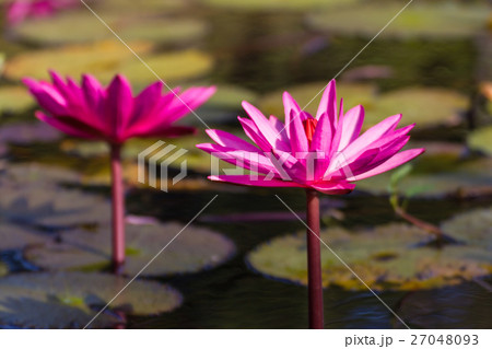 Lowtus flower Lowtus flower 27048093