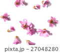ヒマラヤユキノシタの花 27048280