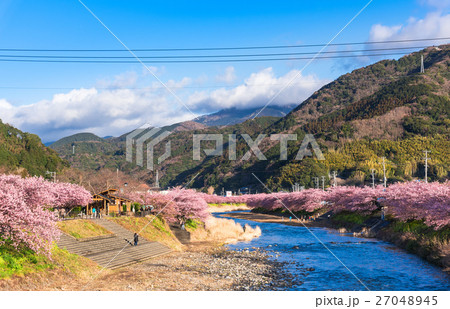 満開の河津桜 27048945