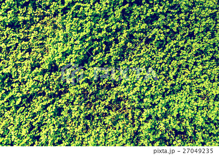 Green Angel Tear Plant (Soleirolia Urticaceae) 27049235