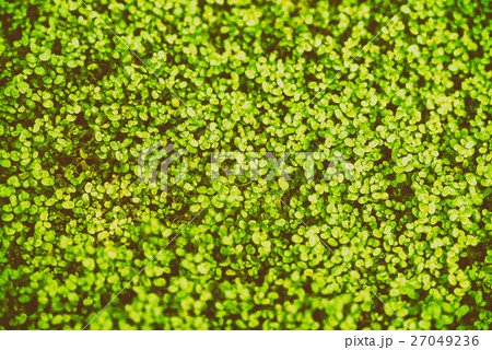 Green Angel Tear Plant (Soleirolia Urticaceae) Green Angel Tear Plant (Soleirolia Urticaceae) 27049236