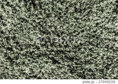 Green Angel Tear Plant (Soleirolia Urticaceae) Green Angel Tear Plant (Soleirolia Urticaceae) 27049239