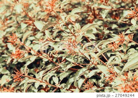 Firebush Or Hummingbird Bush (Hamelia Patens) Firebush Or Hummingbird Bush (Hamelia Patens) 27049244