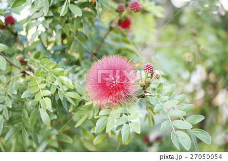 ベニコウガンの花 ベニコウガンの花 27050054