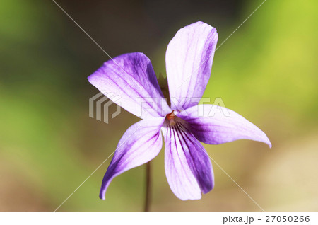 リュウキュウコスミレの花 27050266