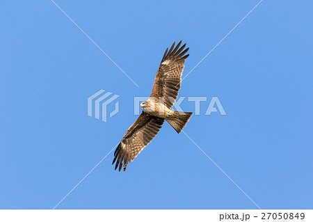 トビの飛翔 27050849