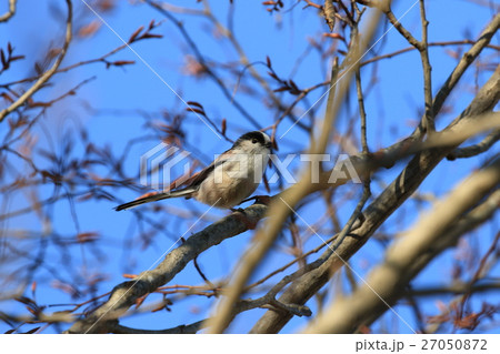 鳥 27050872