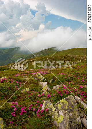 rhododendron in mountains Carpathians 27052829