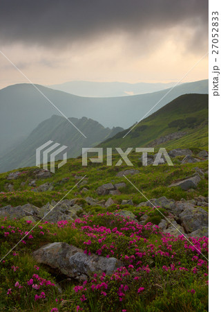 rhododendron in mountains Carpathians 27052833