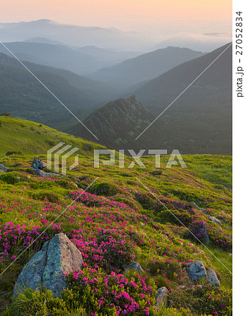 rhododendron in mountains Carpathians 27052834