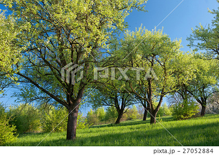 light through trees 27052884