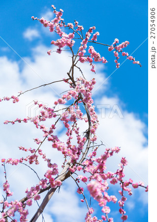 【埼玉県】宝登山　梅の花 27054906