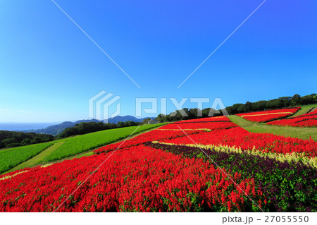 あわじ花さじき サルビア畑 27055550