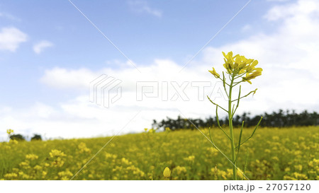 底 単独 花 27057120