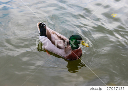 動物のテーマ 野生動物 野獣 27057125