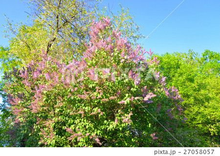 Beautiful lilac flowers. 27058057