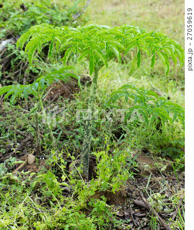 Nicolson.Elephant yam, Stanley s water-tub, Konjac 27059619