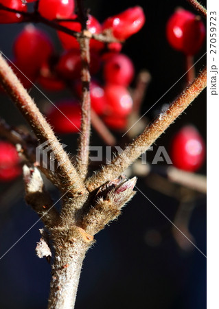 自然　植物　ガマズミ、実を残した枝の脇に毛むくじゃらの冬芽と三日月形の葉痕が見えます① 27059723