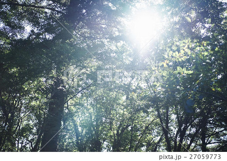 自然　木々 27059773