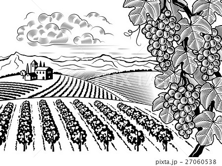Vineyard valley landscape black and white 27060538