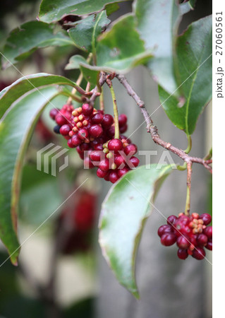 サネカズラ サネカズラ 27060561