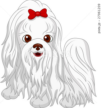Cute Maltese dog cartoon - Stock Illustration [27061209] - PIXTA