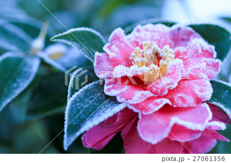 霜の付いた、椿の花 霜の付いた、椿の花 27061356