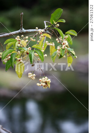 マユミの実 マユミの実 27061522