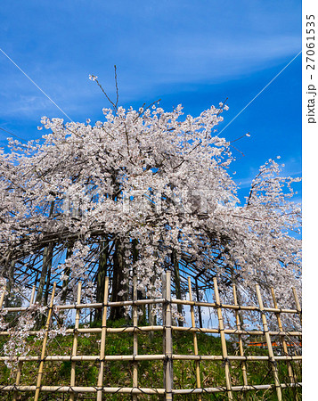 宇治市の枝垂れ桜 宇治市の枝垂れ桜 27061535