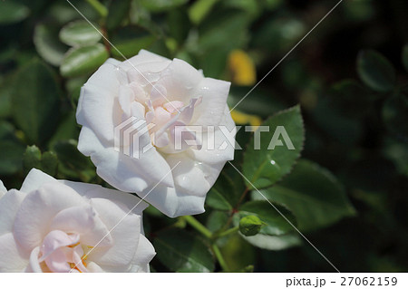 アスピリンローズ・バラの花と雨雫 27062159