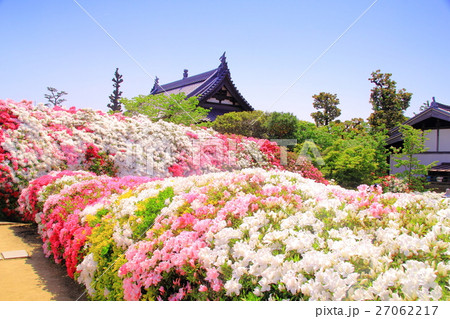 法雲寺（大阪府　堺市）に咲くツツジの花 27062217