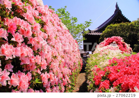 法雲寺（大阪府　堺市）に咲くツツジの花 27062219