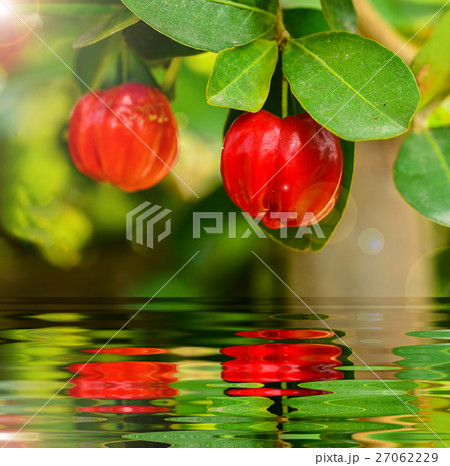 Barbados cherry on tree 27062229