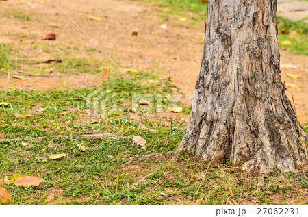 Base tree 27062231