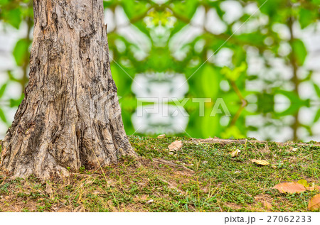 Base tree 27062233
