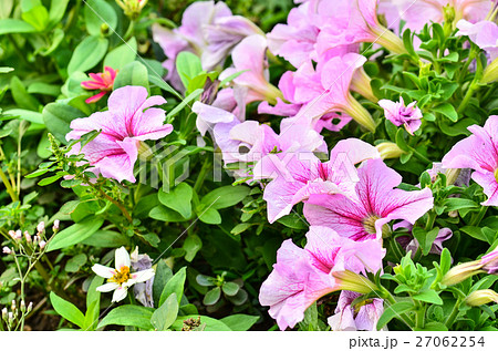 pink petunia flowers in garden 27062254