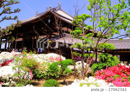 法雲寺(大阪府 堺市)に咲くツツジの花 法雲寺(大阪府 堺市)に咲くツツジの花 27062382