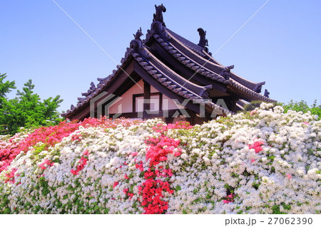 法雲寺(大阪府 堺市)に咲くツツジの花 法雲寺(大阪府 堺市)に咲くツツジの花 27062390