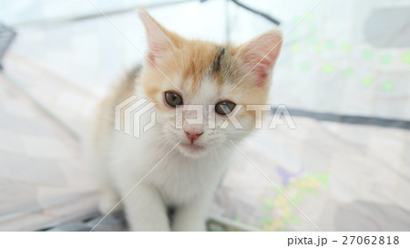 歩き出す猫 27062818