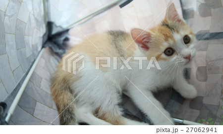 見上げる子猫 27062941
