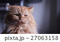 ネコ 27063158